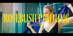 Rosebush.Pruning_1.1.11_s.jpg